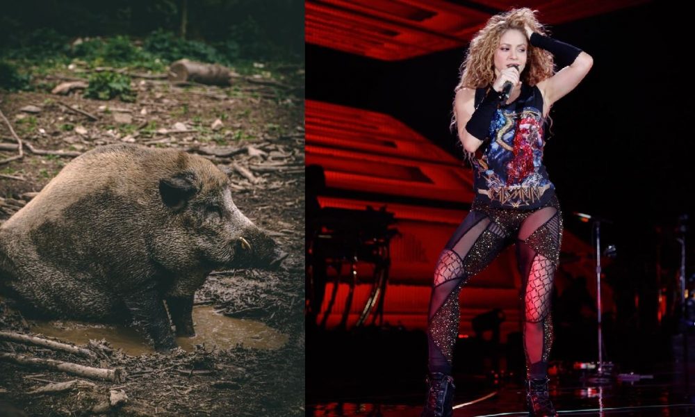 Shakira Wild Boars attack in barcelona