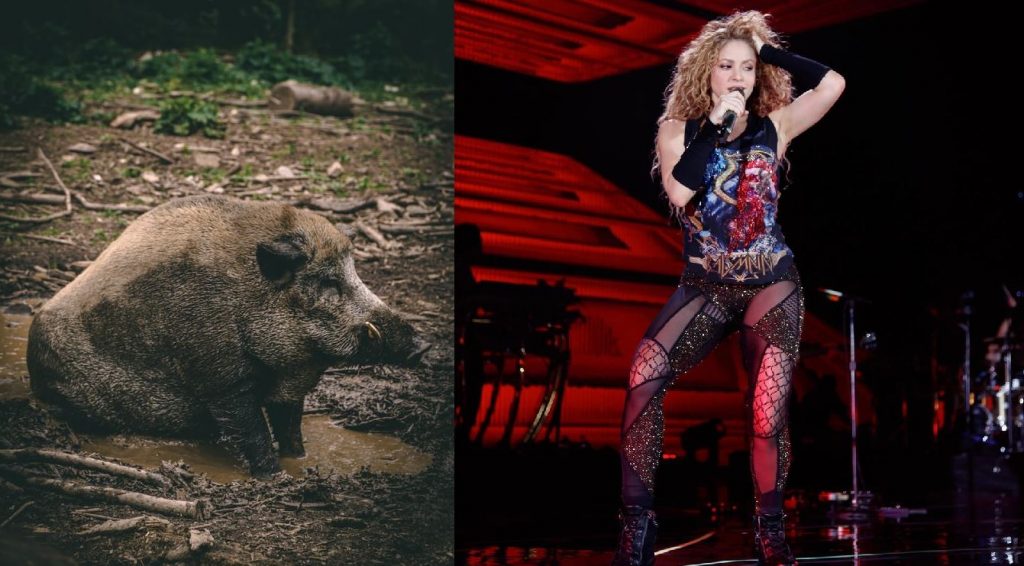 Shakira Wild Boars attack in barcelona