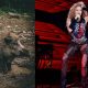 Shakira Wild Boars attack in barcelona