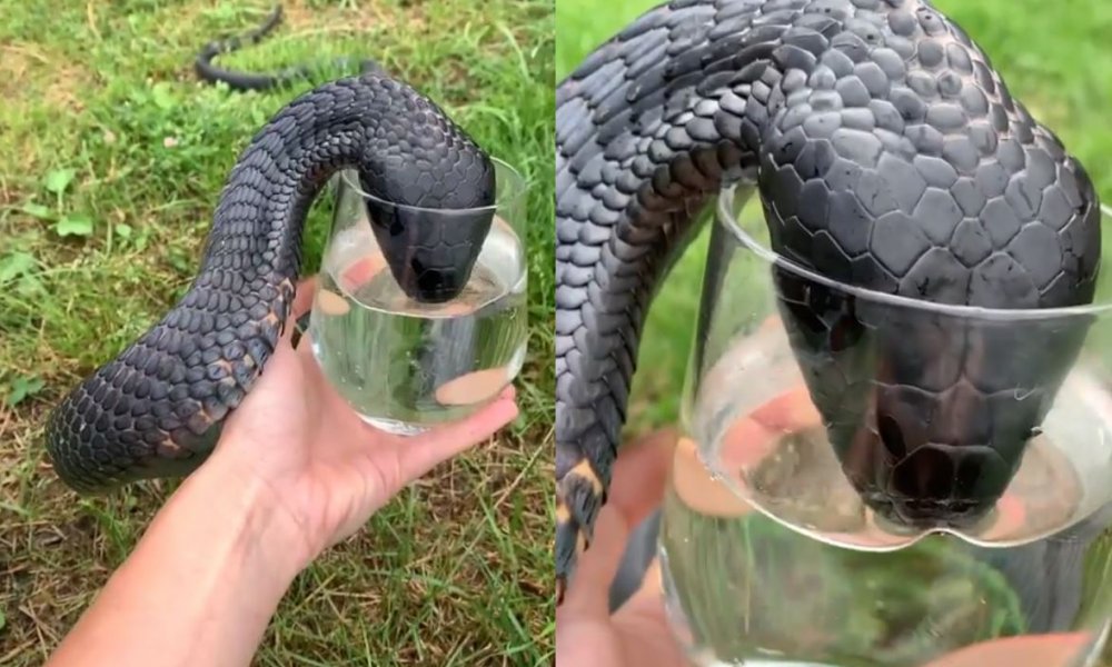 cobra driking water