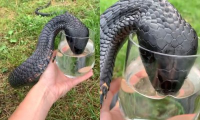 cobra driking water