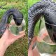 cobra driking water