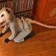 rat halloween custome