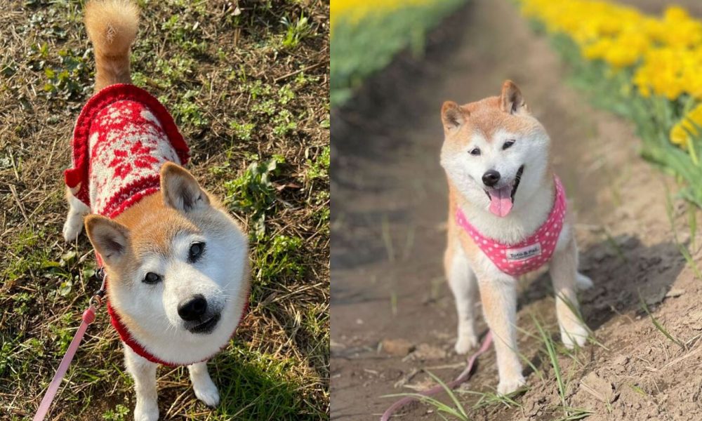 kabosu doge alive