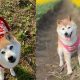 kabosu doge alive