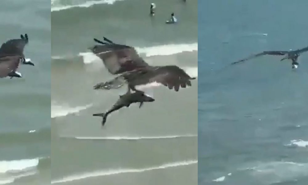 Flying Eagle With Shark