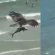 Flying Eagle With Shark