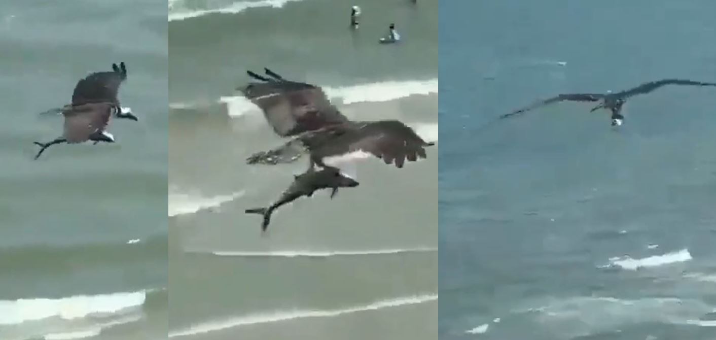 Flying Eagle With Shark