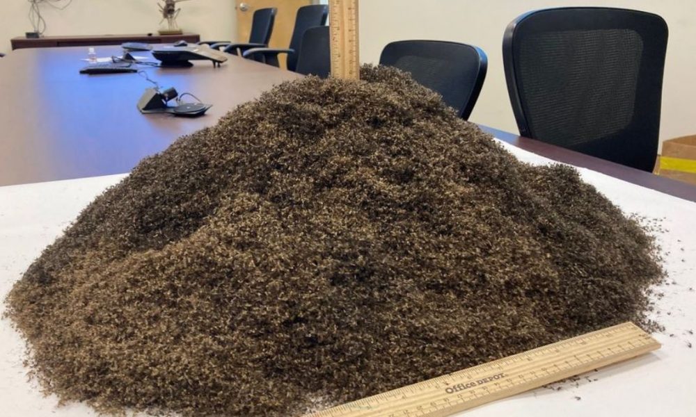 One Million Mosquitoes captured