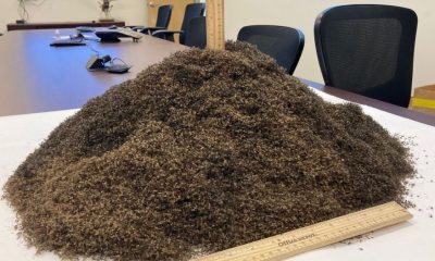 One Million Mosquitoes captured