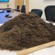 One Million Mosquitoes captured