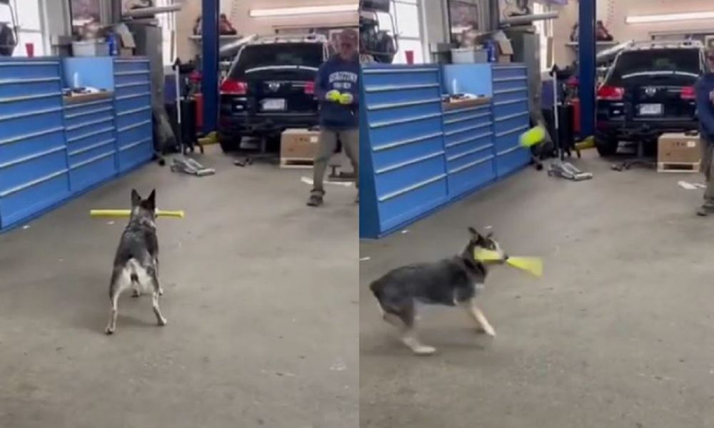 Dog Hit Ball