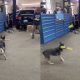 Dog Hit Ball