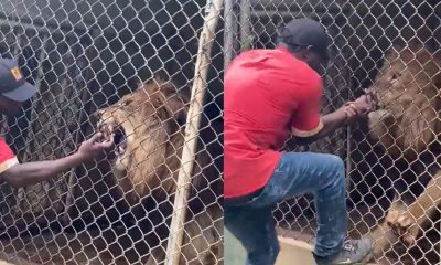 Lion Bites Off Man Finger