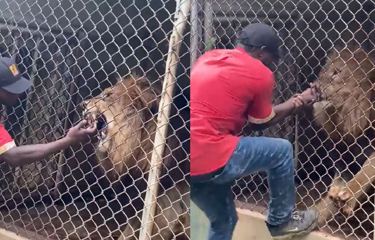 Lion Bites Off Man Finger