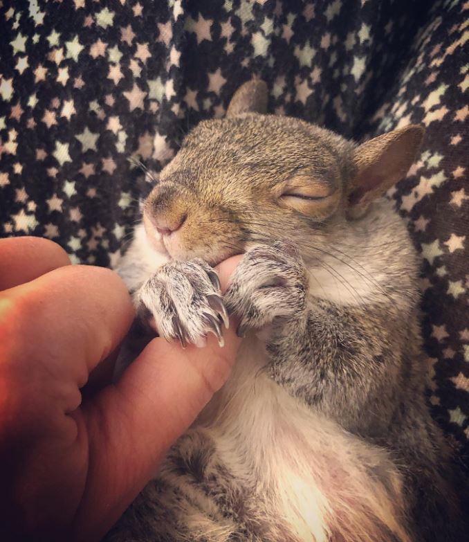 Little Thumbelina Girl Squirrel