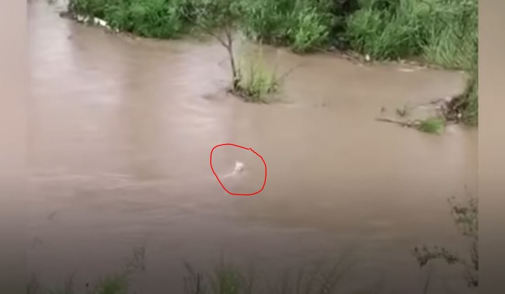dog saves puppy