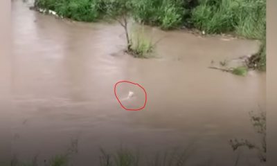 dog saves puppy