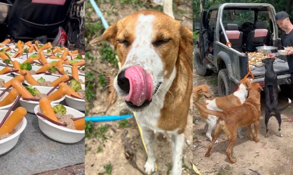 Man Feed Street Dogs thailand