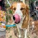 Man Feed Street Dogs thailand