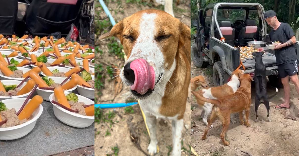 Man Feed Street Dogs thailand