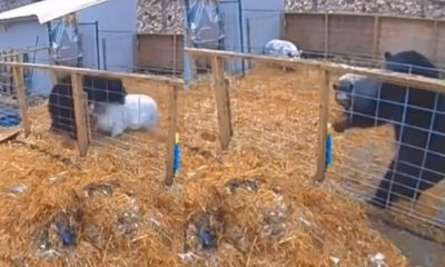 Pig and bear fight video
