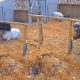 Pig and bear fight video