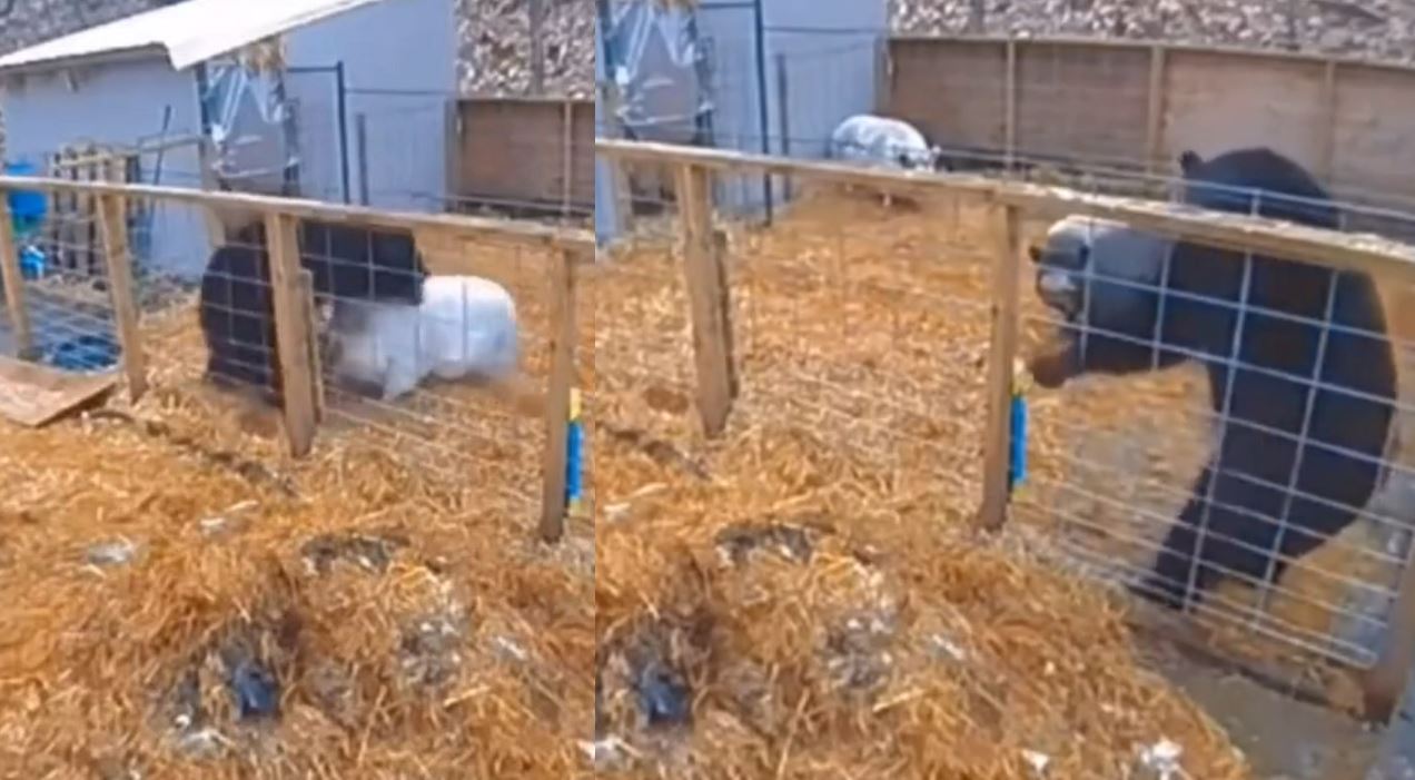 Pig and bear fight video