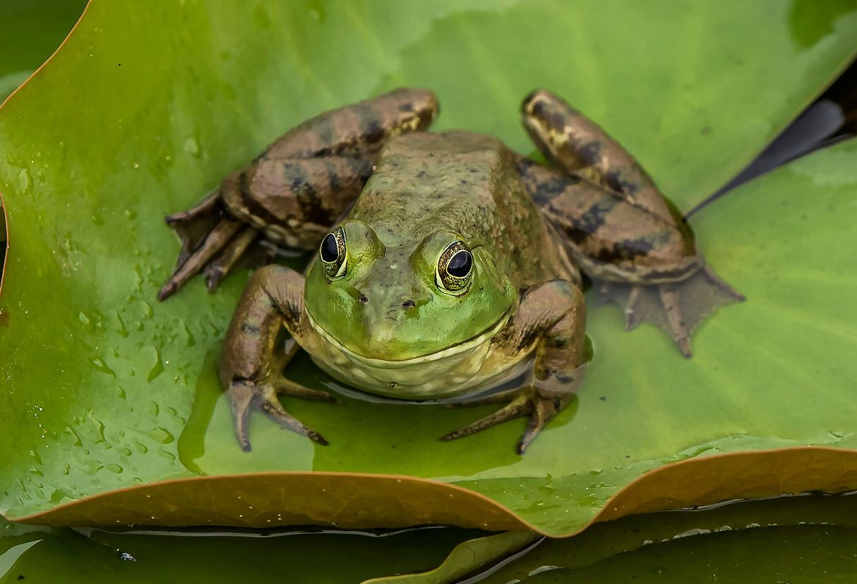 can frogs eat vegetables