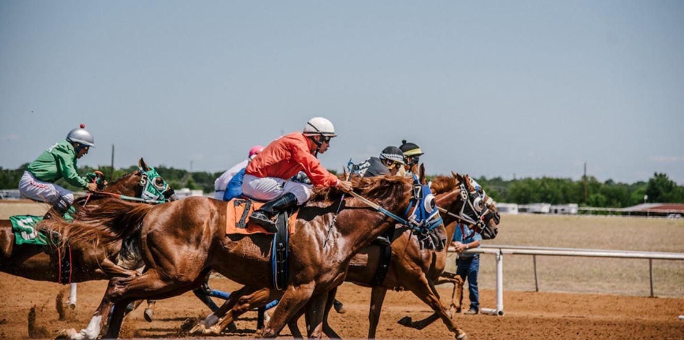 horse
